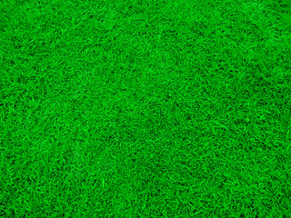 Plakat Natural grass texture pattern background. Green grass texture for background. Fresh green background.