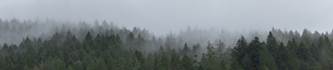 MIsty Forest