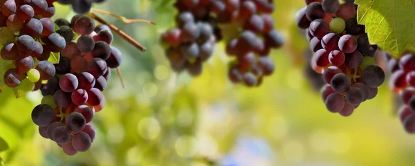 Foto op Plexiglas panoramic view on black grapes growing in vineyard lighting by the sun © coco