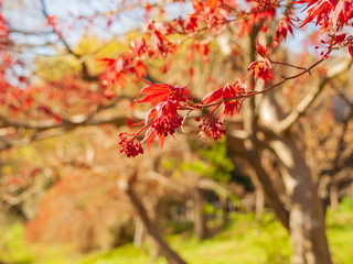 もみじの花と春の紅葉