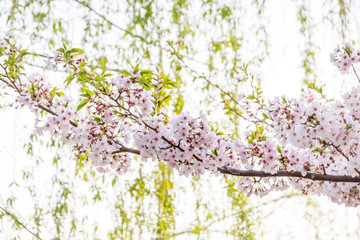 Cherry Blossom or Sakura flower on nature background in a spring day.