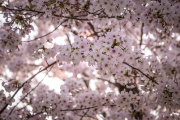 Cherry Blossom or Sakura flower on nature background in a spring day.