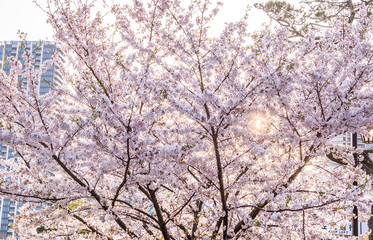Cherry Blossom or Sakura flower on nature background in a spring day.
