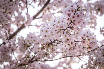 Cherry Blossom or Sakura flower on nature background in a spring day.