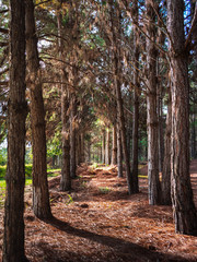 Trail of pine trunks with dry leaves