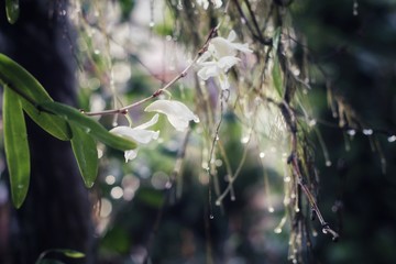 Wild orchid wild beauty