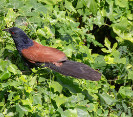 Beautiful brown and black Bird of Thailand