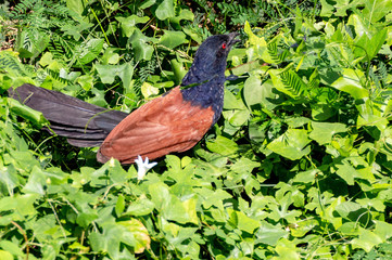 Beautiful brown and black Bird of Thailand