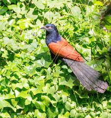 Beautiful brown and black Bird of Thailand