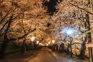 春のライトアップされた弘前城跡の風景