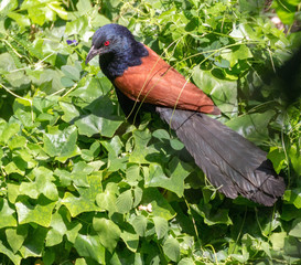 Beautiful brown and black Bird of Thailand