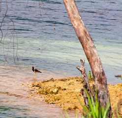 Small bird standing on the edge of a lake