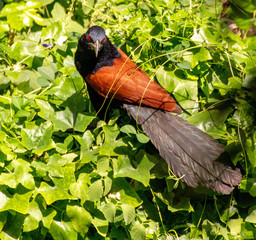 Beautiful brown and black Bird of Thailand