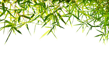 Naklejka premium Bamboo leaves on white background