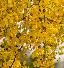 Yellow flowers on an asian tree