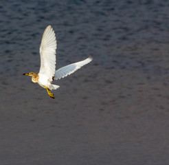 White bird flying over an asian lake