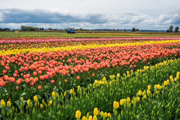 Field of Tulips