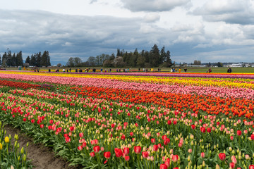 field of tulips