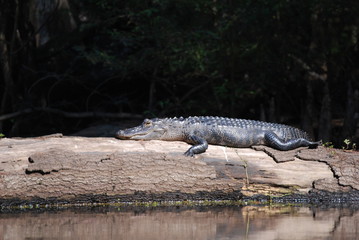 Alligator