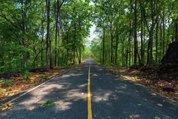 Empty asphalt road through the green forest