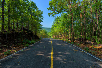 Empty asphalt road through the green forest