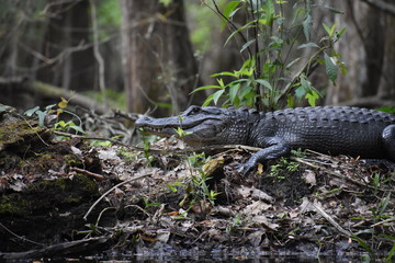 Alligator