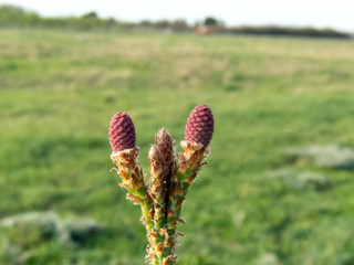 pine cone on a branch