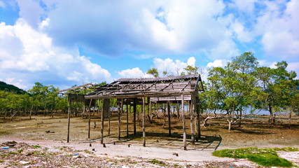 old cottage around tree mangrove