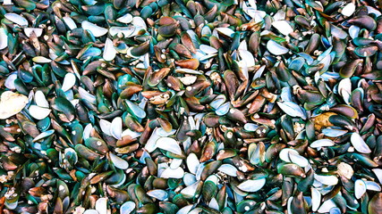 Mussel beach shell seafood