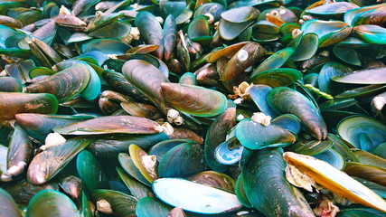 Mussel beach shell seafood
