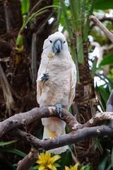 A single white Macaw sitting in a tree, holding a flower