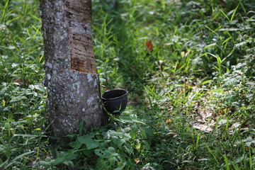 Rubber trees in Thailand