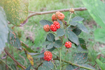 Russia, red raspberry or rubus idaeus on tree with sunlight in the garden.