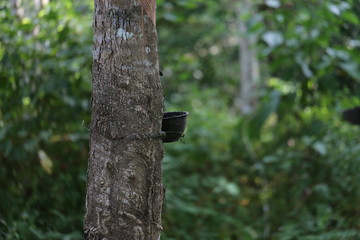 Rubber trees in Thailand