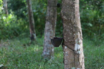Rubber trees in Thailand