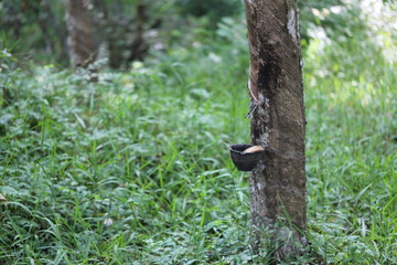 Rubber trees in Thailand