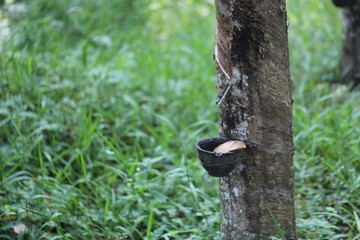 Rubber trees in Thailand