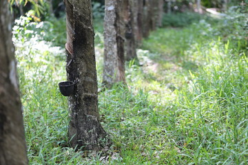 Rubber trees in Thailand