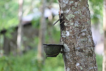 Rubber trees in Thailand