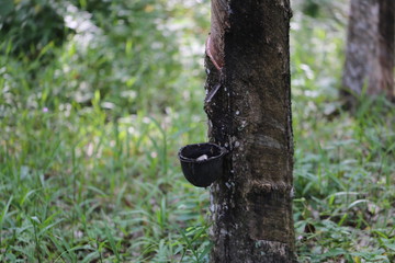 Rubber trees in Thailand