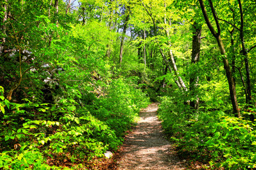 Fototapeta na wymiar Path in the Forest