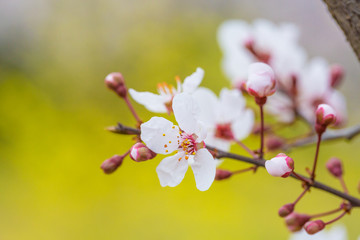 Ye Li, purple flowers ，Prunus Cerasifera Ehrhar f. atropurpurea