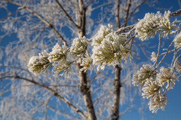Winter fairy figures of Gorny Altai