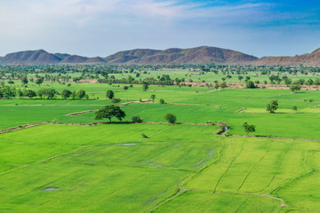 Landscape of sky with rice fields