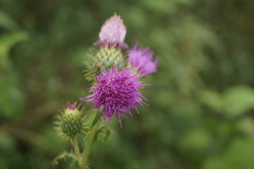 PURPLE FLOWER