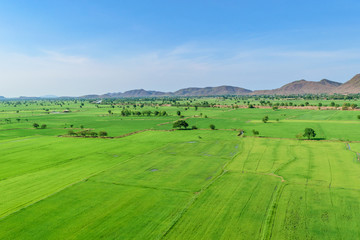 Panoramic view nature Landscape of a green field with rice