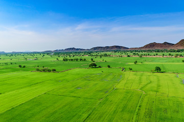 Landscape of sky with rice fields