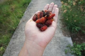fresh mulberry fruit on man hand