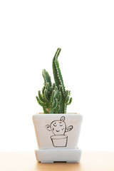 cactus small plant in pot isolated on white background 