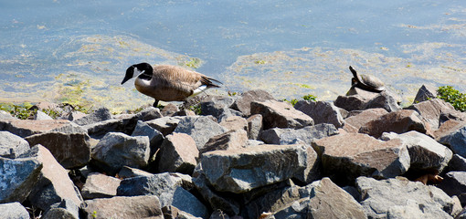 Goose and turtle on the shore of a lake